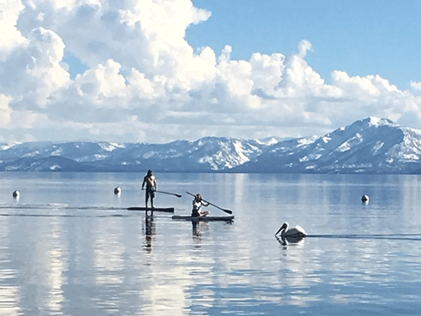 photo of sup paddle boarders and a pelican on lake tahoe in springtime with white mountains in background