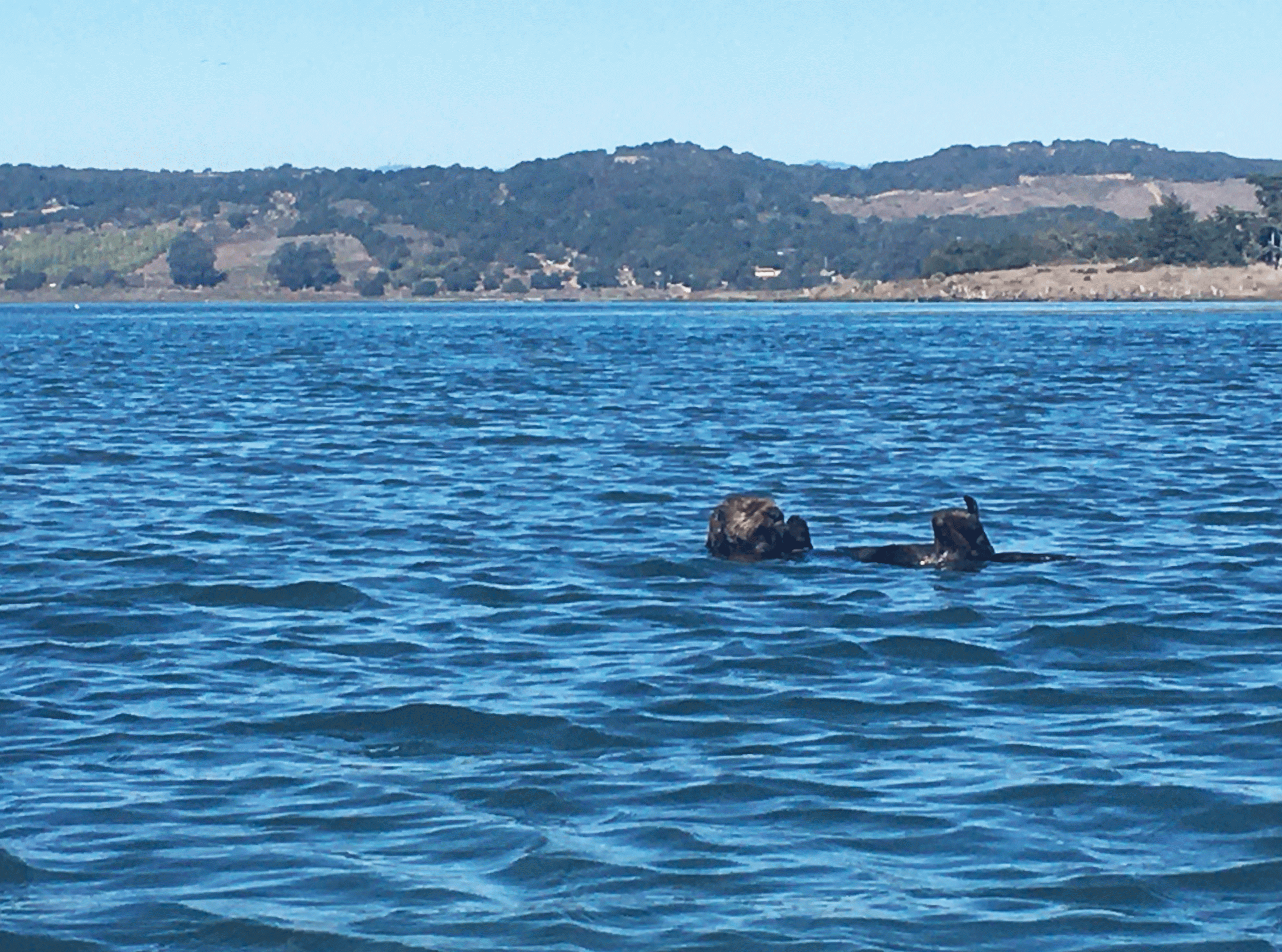 sea otters playing in elkhorn slough at moss landing, california, photo taken from kayaking trip