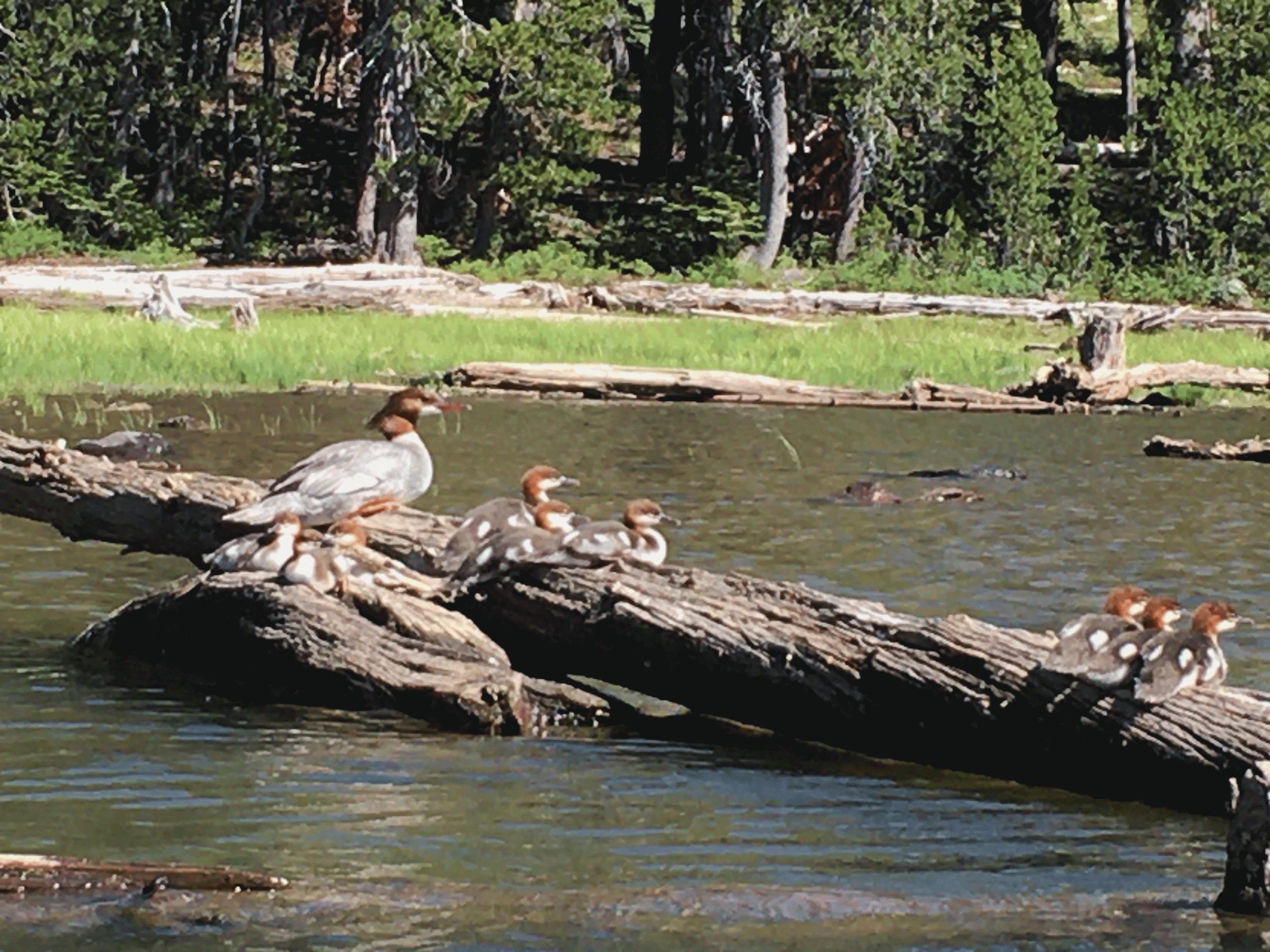 family of ducks on log in the middle of snag lake in gold lakes region