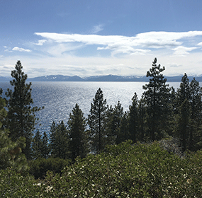 lake tahoe view ith pine trees in foreground