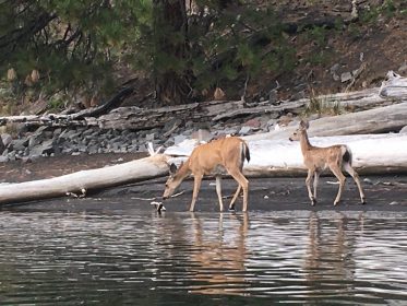 mother and baby deer drinking water from butte lake