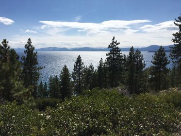 view of lake tahoe with calm water, pine trees in foreground