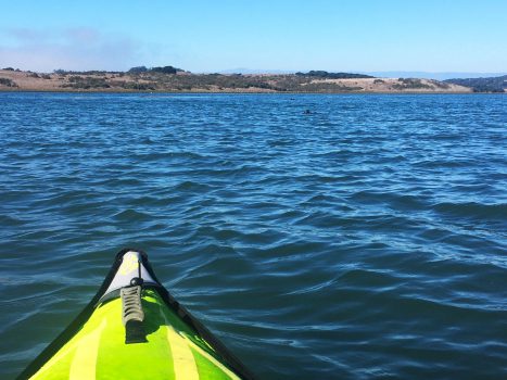 kayak nose jutting out into elkhorn slough, calm water filling most of photo, shoreline near top, 2 otters in distance