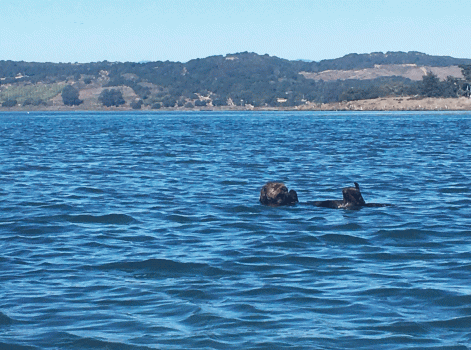 sea otters playing in elkhorn slough at moss landing, california, photo taken from kayaking trip