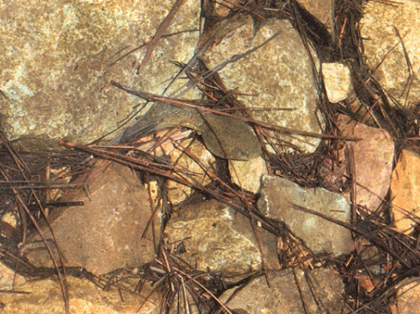 tadpole in rocks and pine needles in packard lake